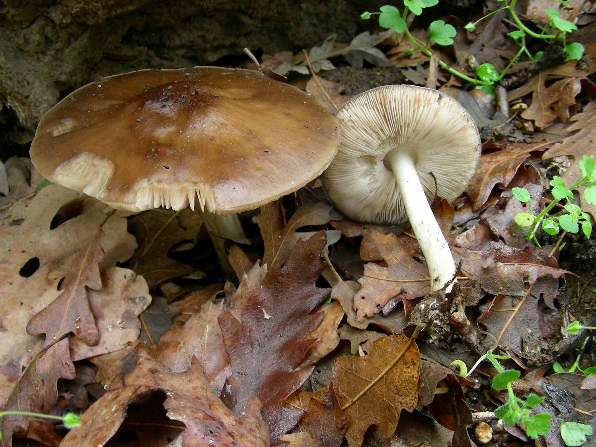 1943 Marzo vecchio ritrovamento